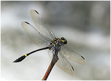 Gomphidictinus perakensis mâle